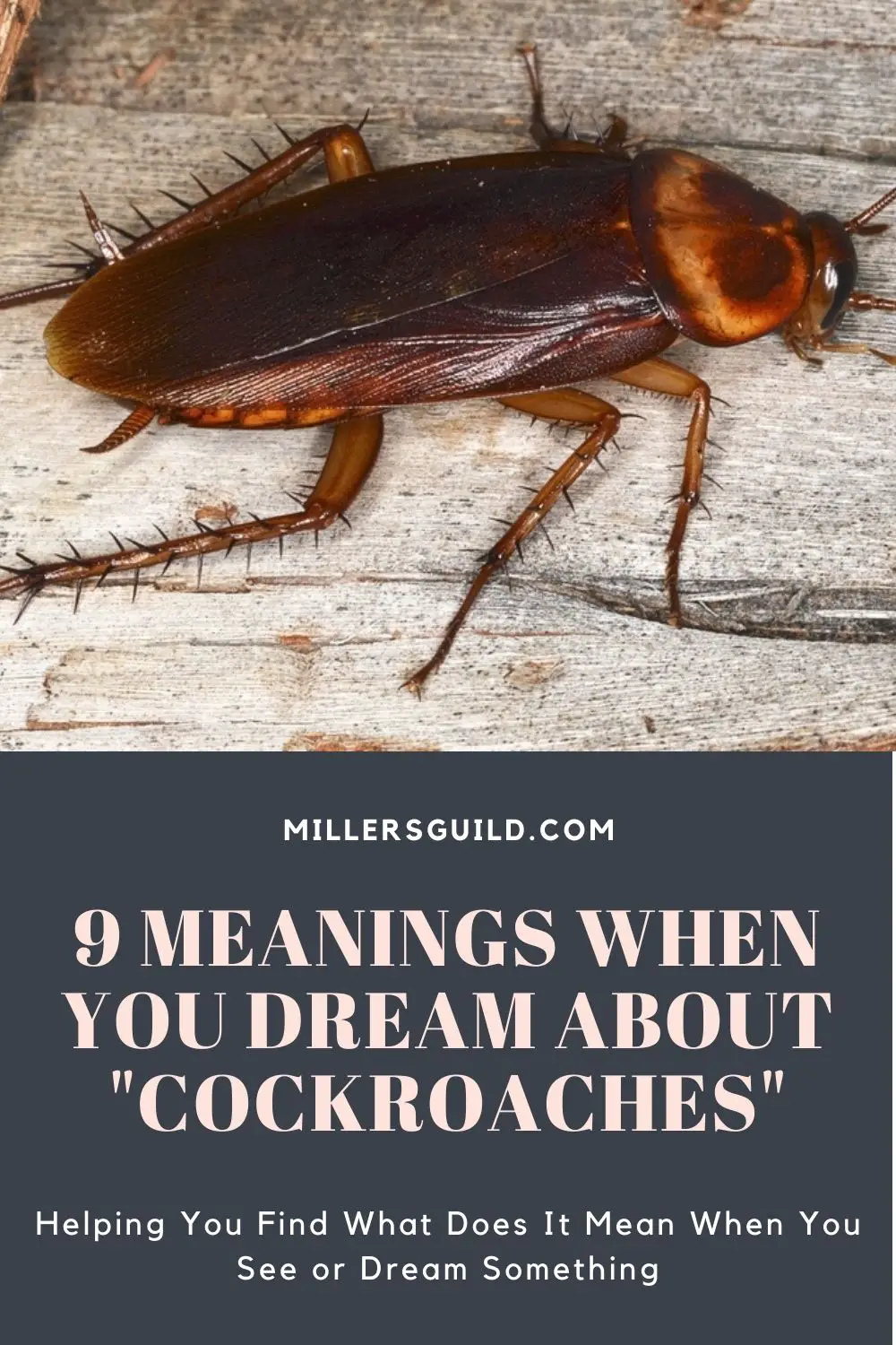 Killing Roaches In Dreams