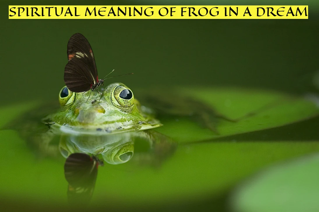Links Between Frog Dreams And Spiritual Meaning