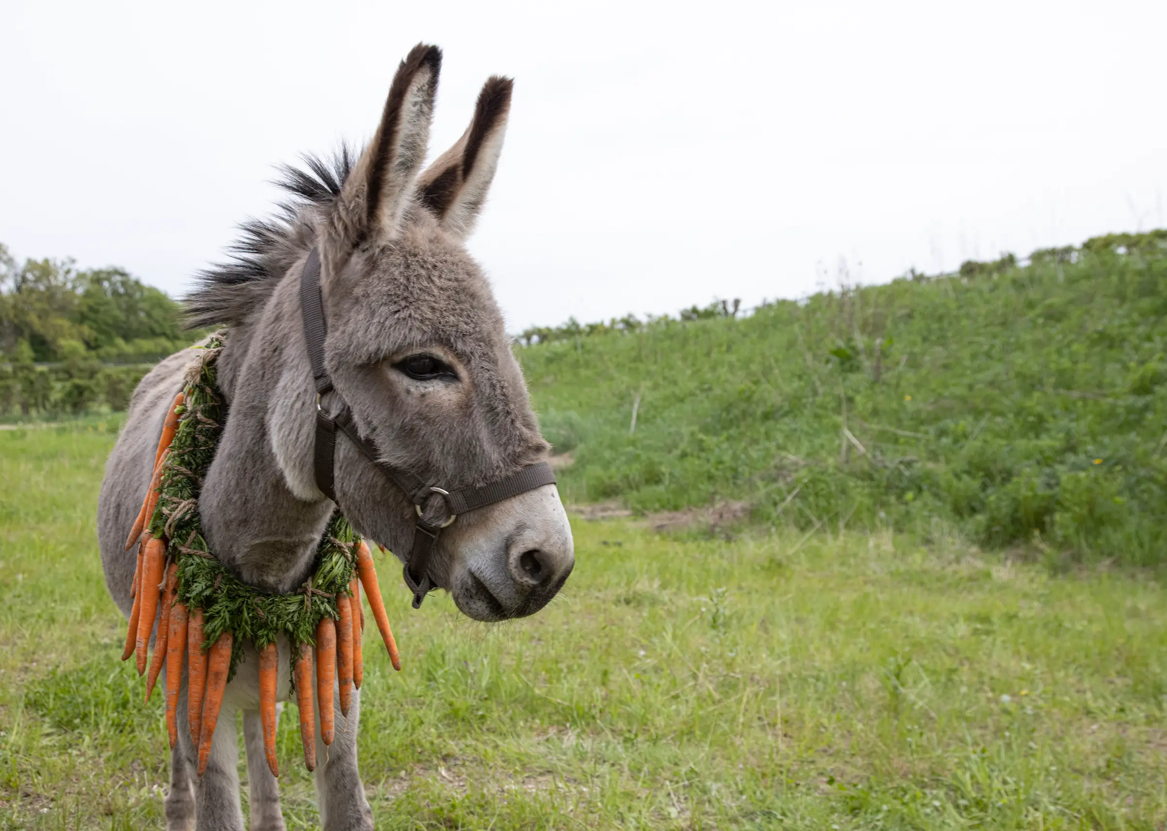 Donkey: Uncovering the Spiritual and Dream Meaning Behind this Noble Animal