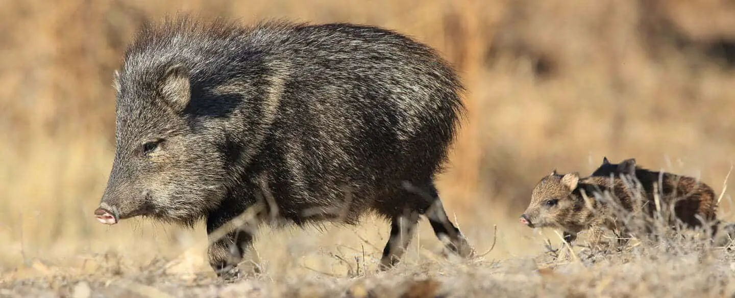 Metaphorical Significance Of Wild Boar