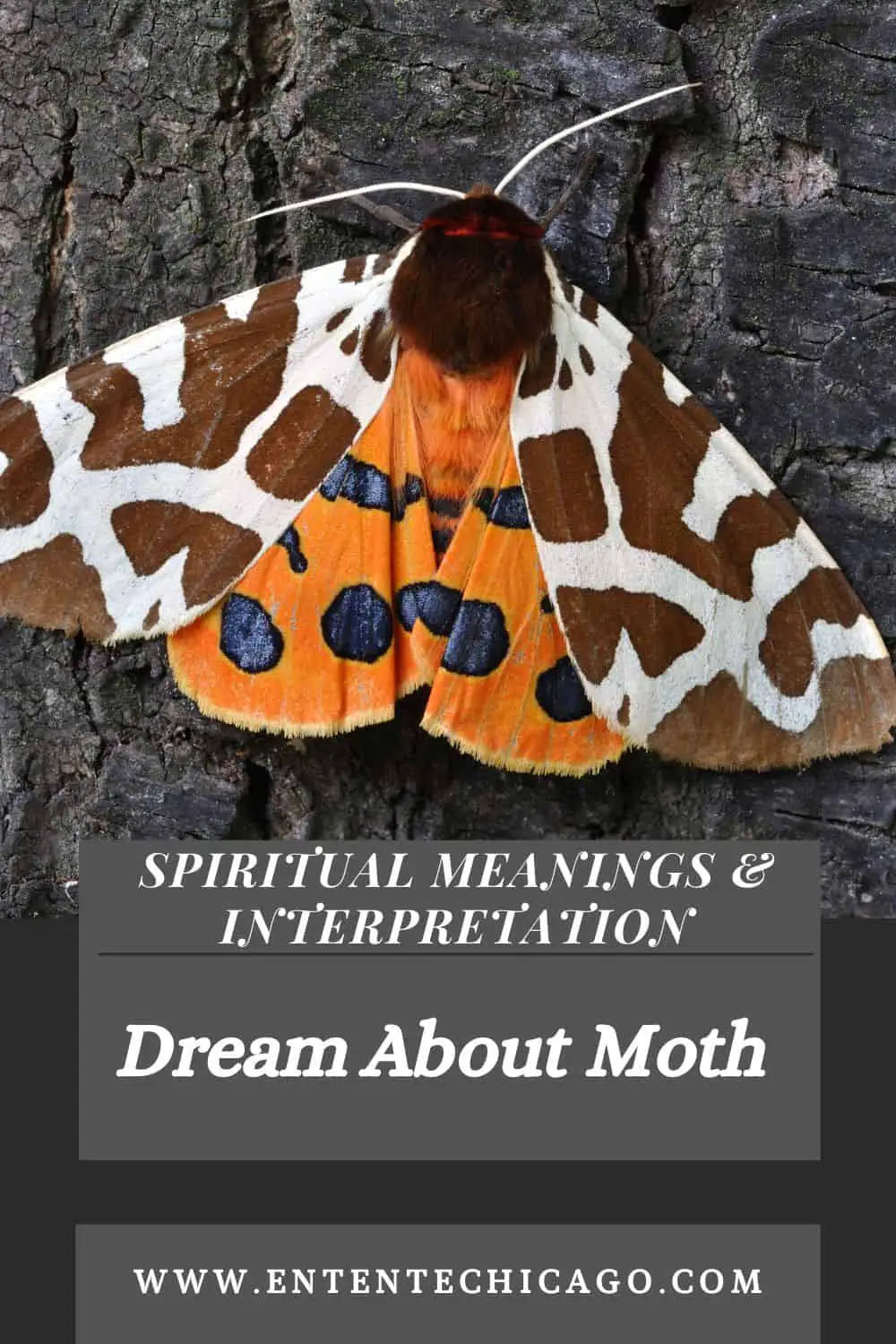 Moth Dream Interpretations