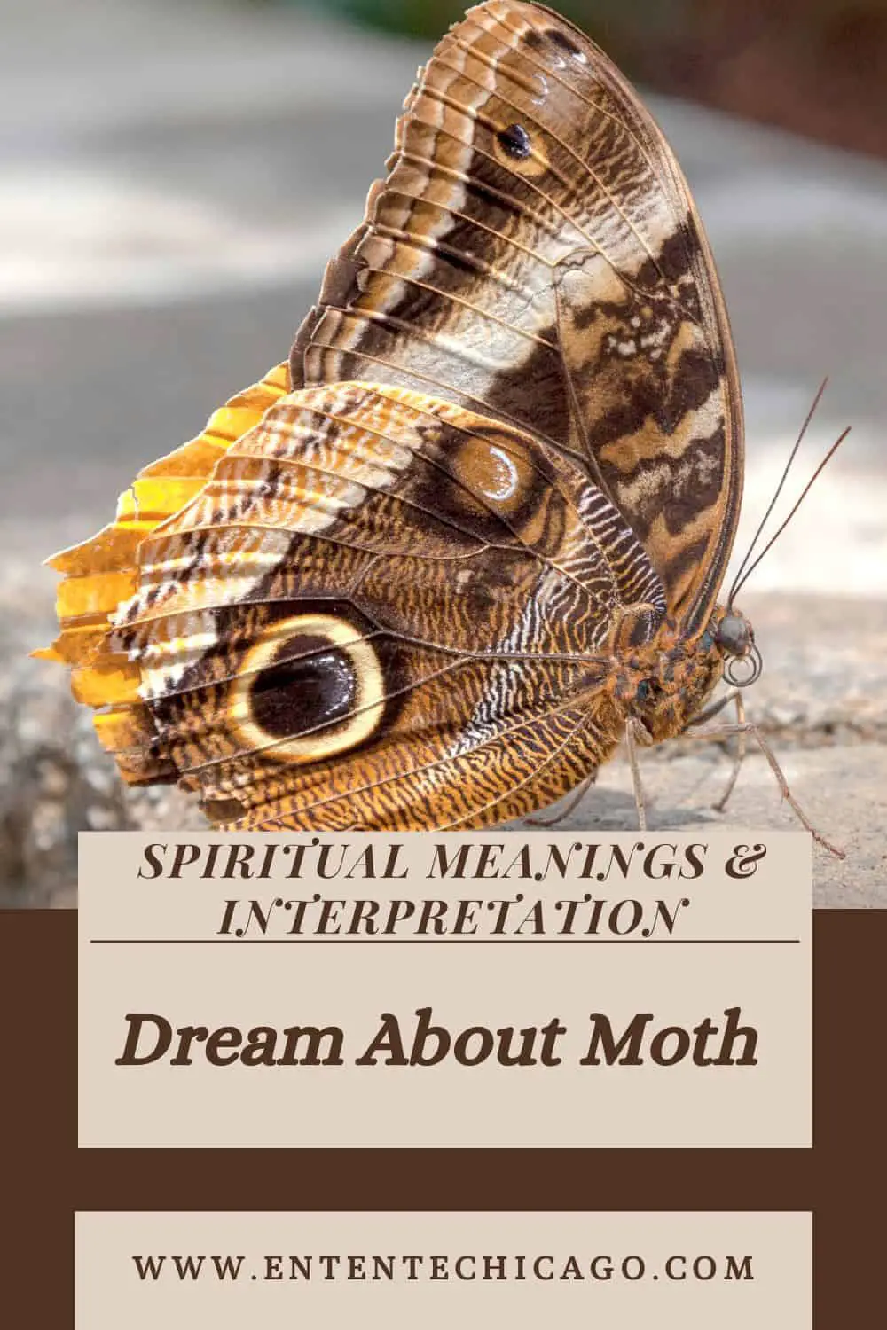 Moth Dream Meaning