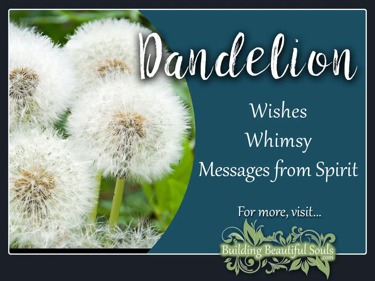 Origin And History Of Dandelion