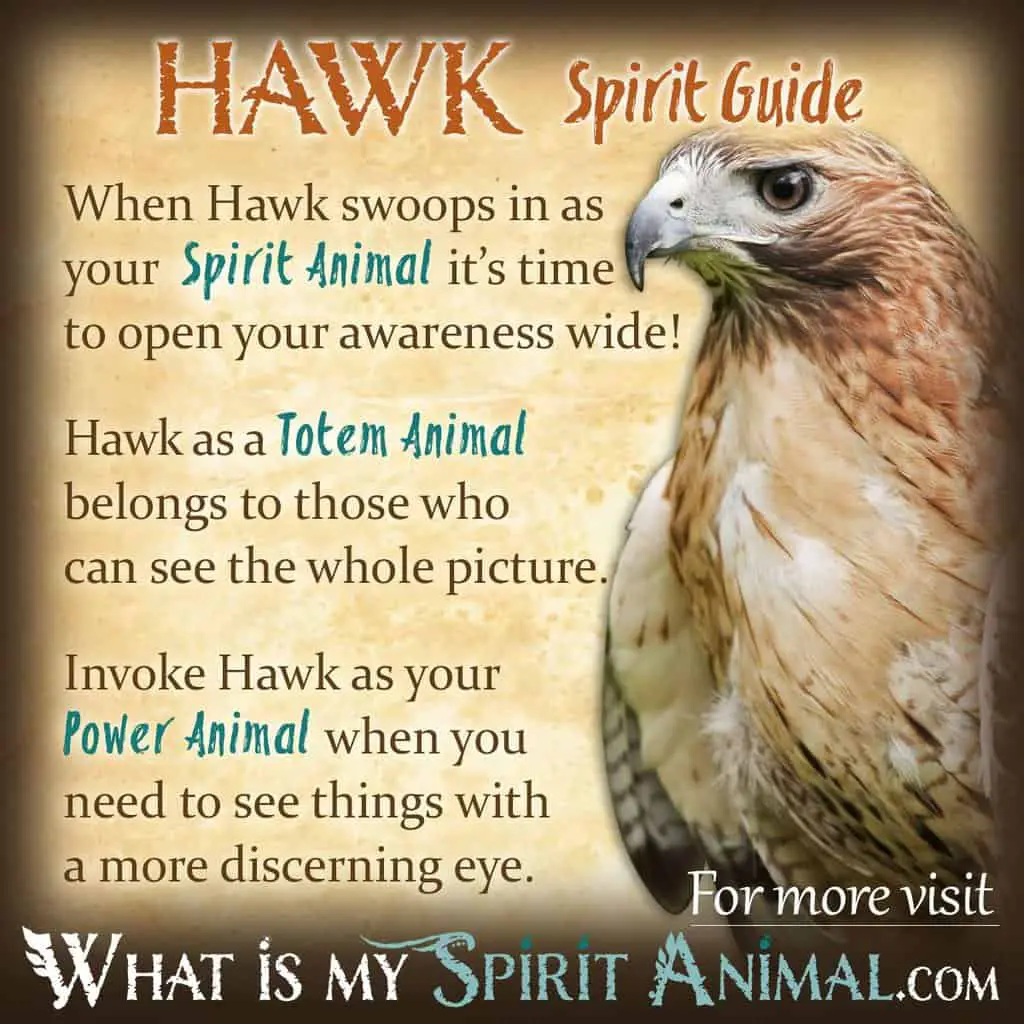 Other Species Of Hawks
