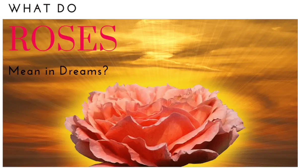 Positive Interpretations Of Pink Roses In Dreams