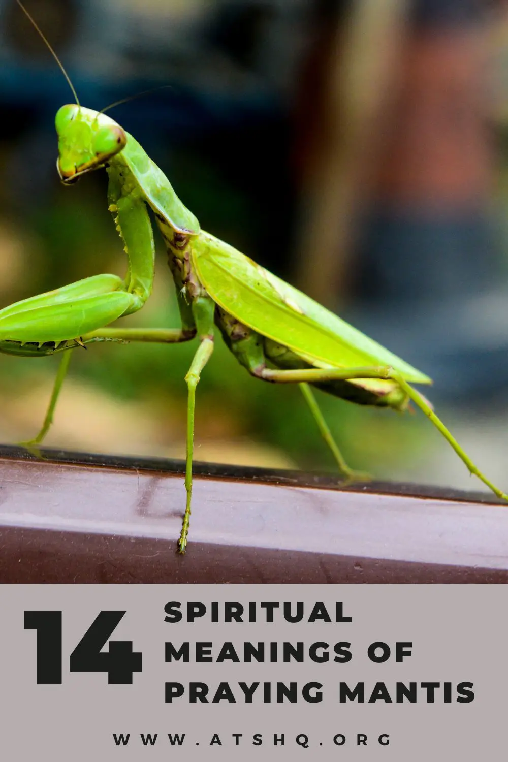 Praying Mantis Dreams And Your Personal Life