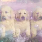 Uncover the Spiritual Meaning Behind Puppy Dreams