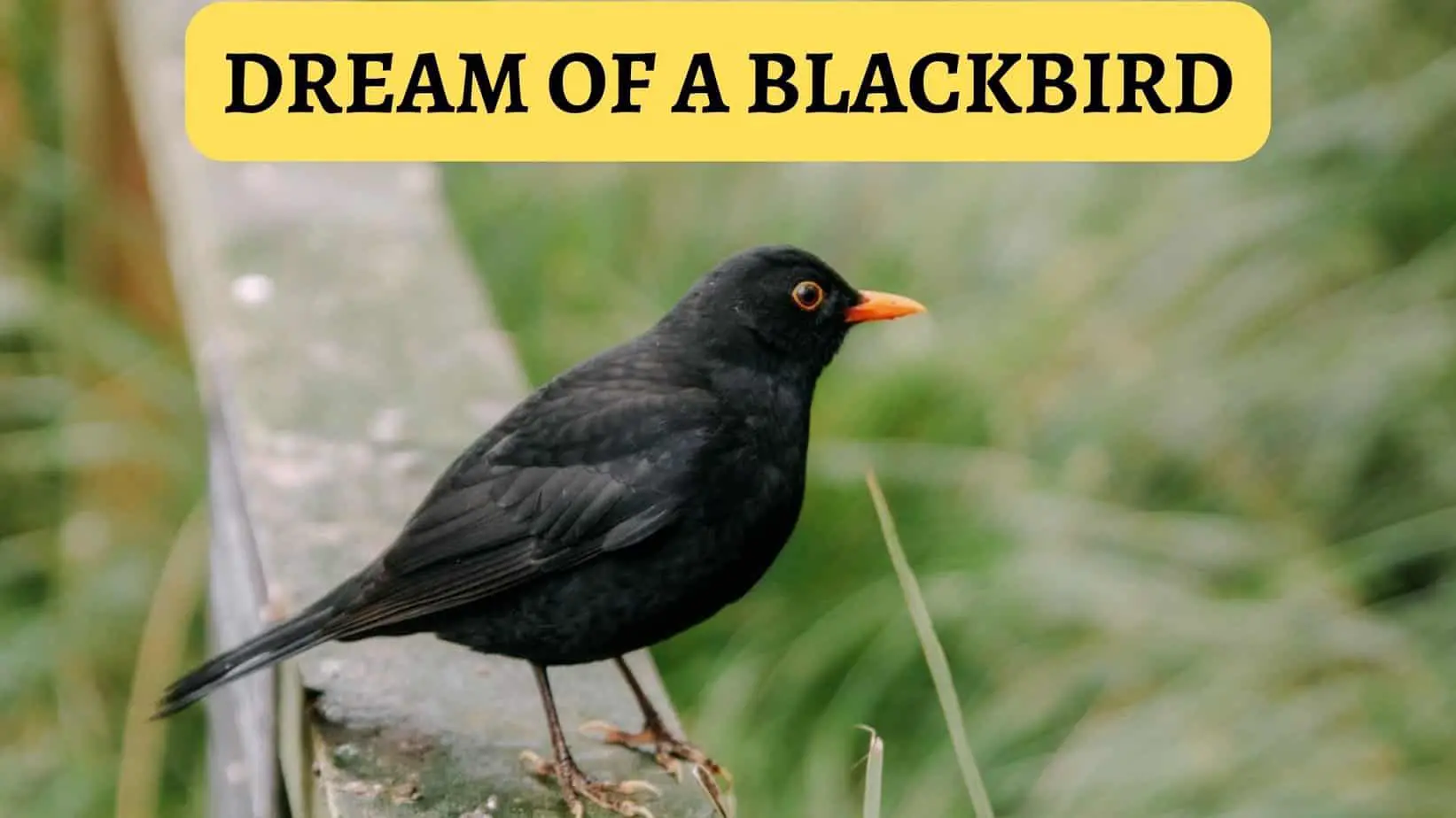 Reasons For Seeing Black Birds In Dreams