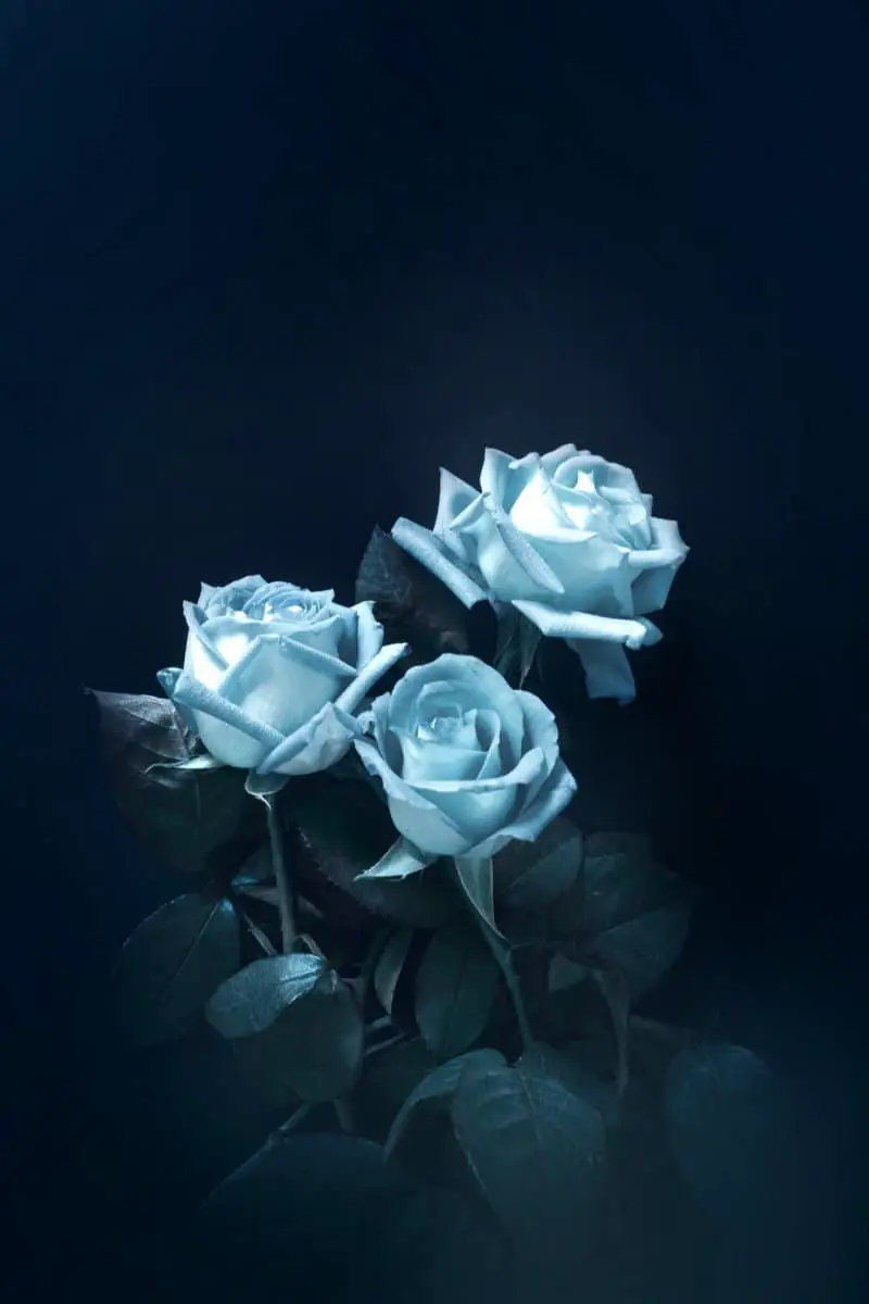 Scientific Explanations For The Blue Rose