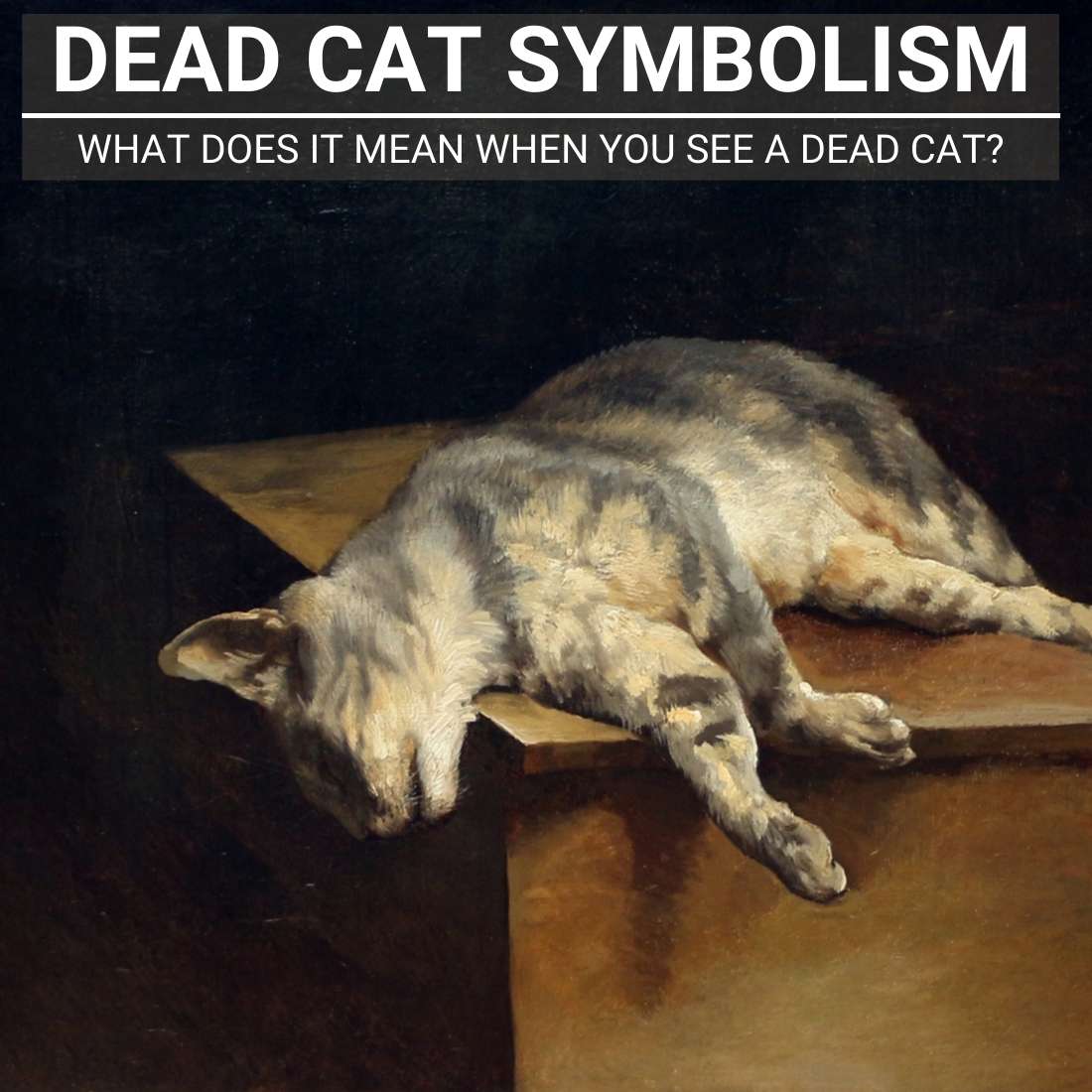 Seeing A Dead Cat