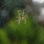 Dream Of Spiders: Uncovering The Spiritual Meaning Behind Your Dreams