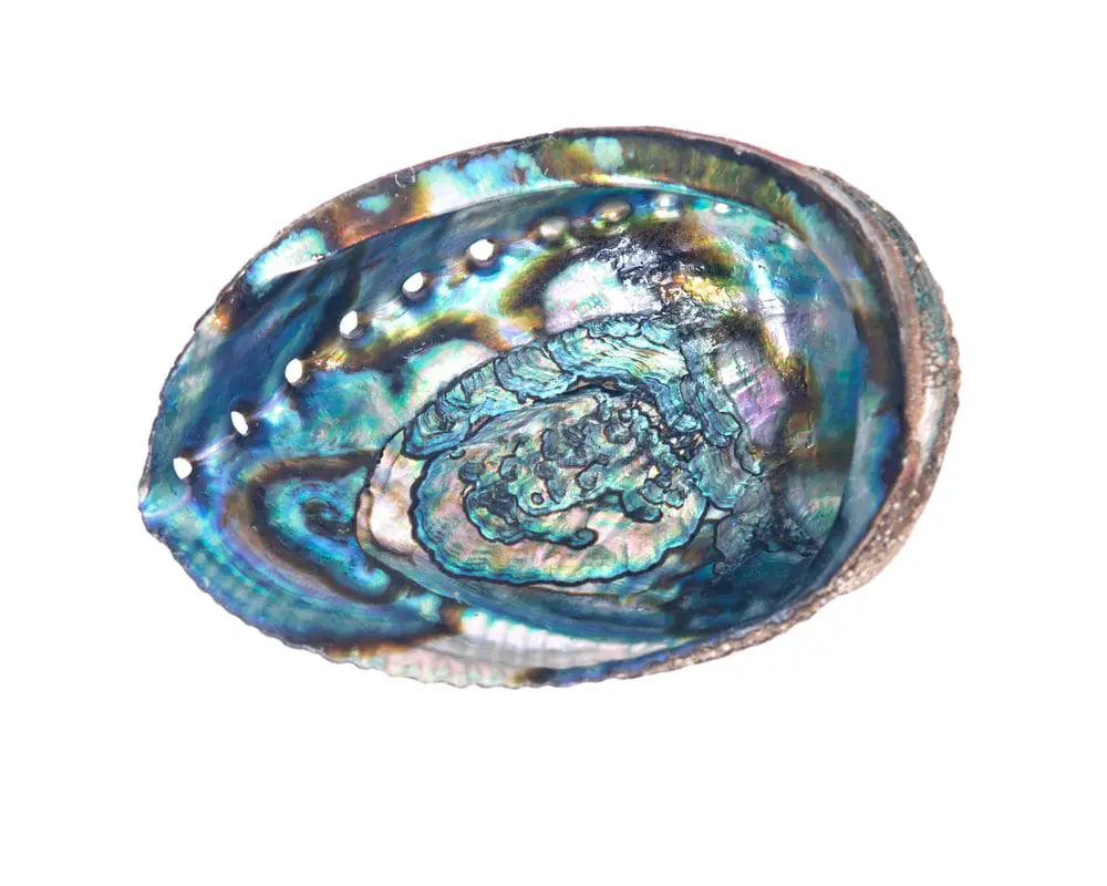 Spiritual And Cultural Significance Of Abalone Shell