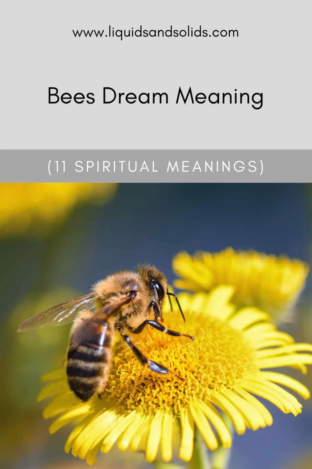 Spiritual Meaning Of A Swarm Of Bees