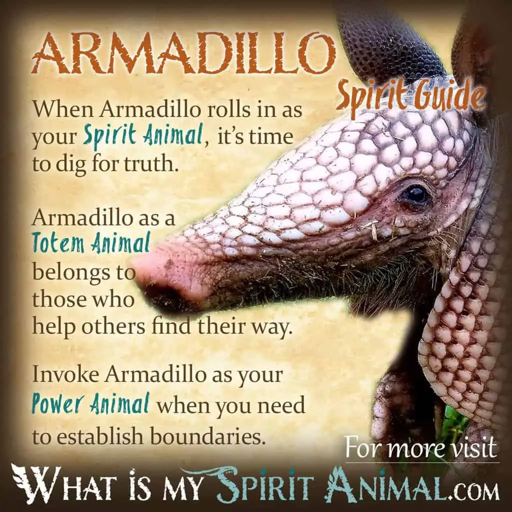 Spiritual Meaning Of Armadillos
