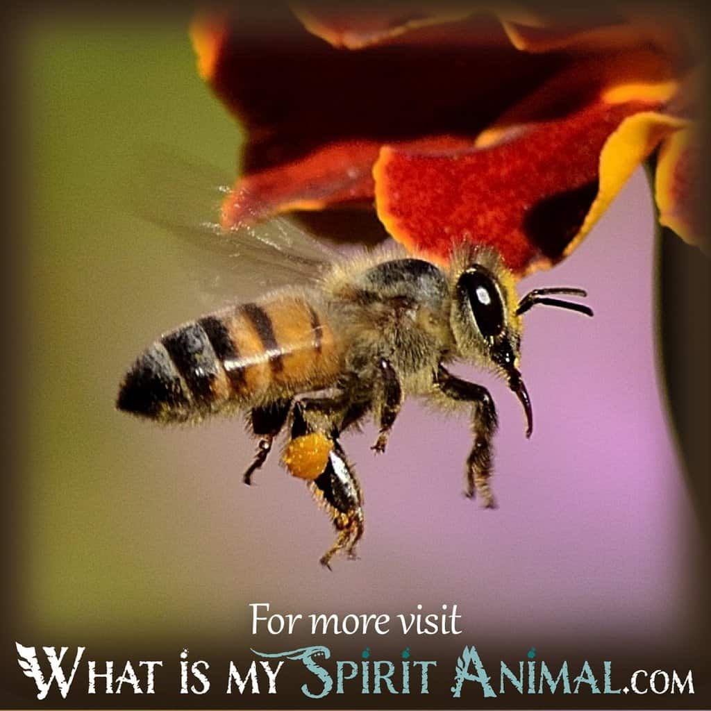 Spiritual Meaning Of Being Stung By A Bee