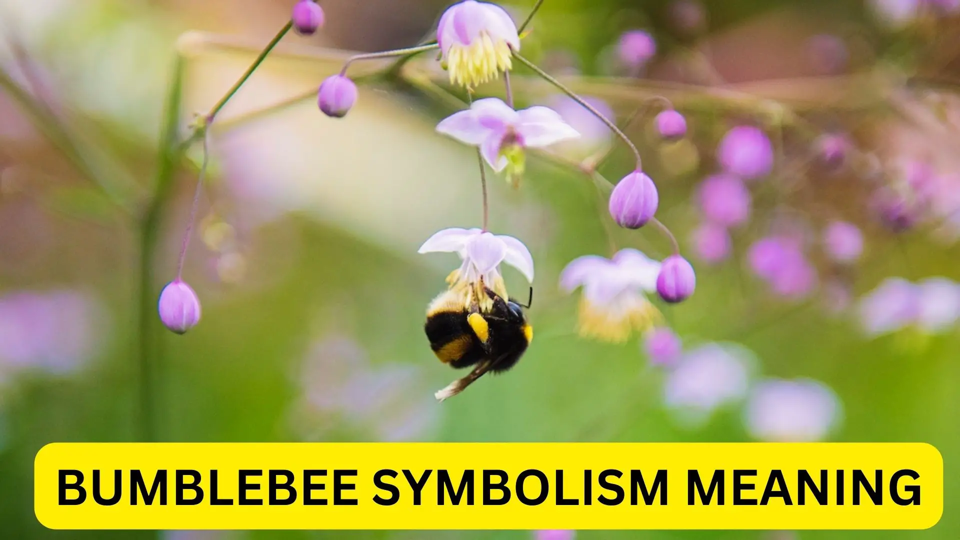 Spiritual Meaning Of Bumble Bees