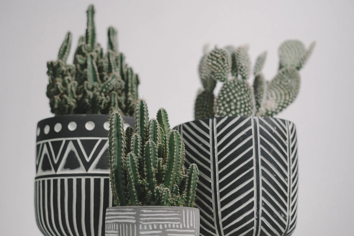 Spiritual Meaning Of Cactus