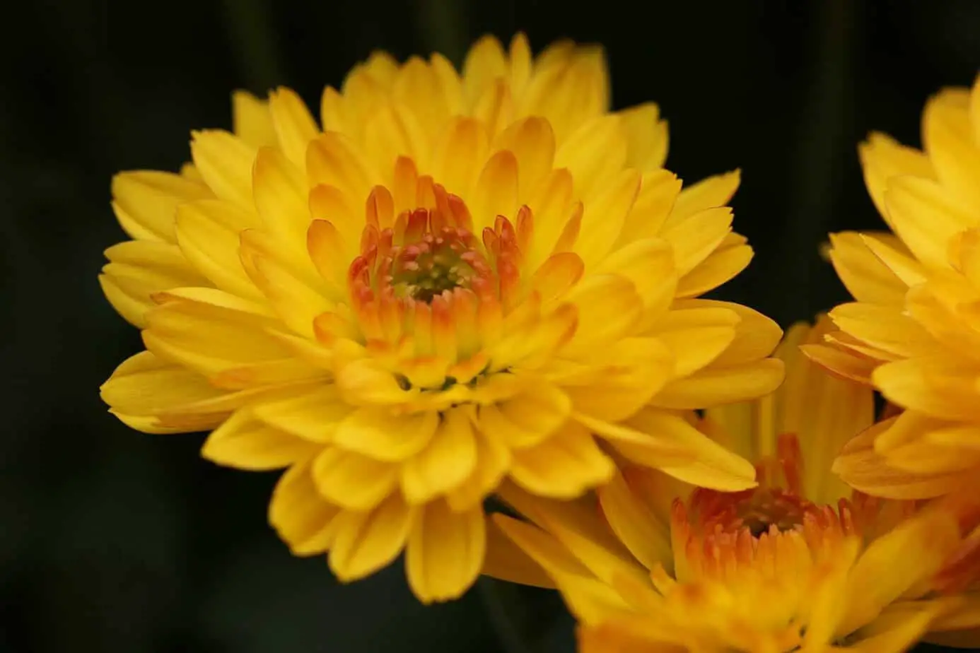 Spiritual Meaning Of Chrysanthemums