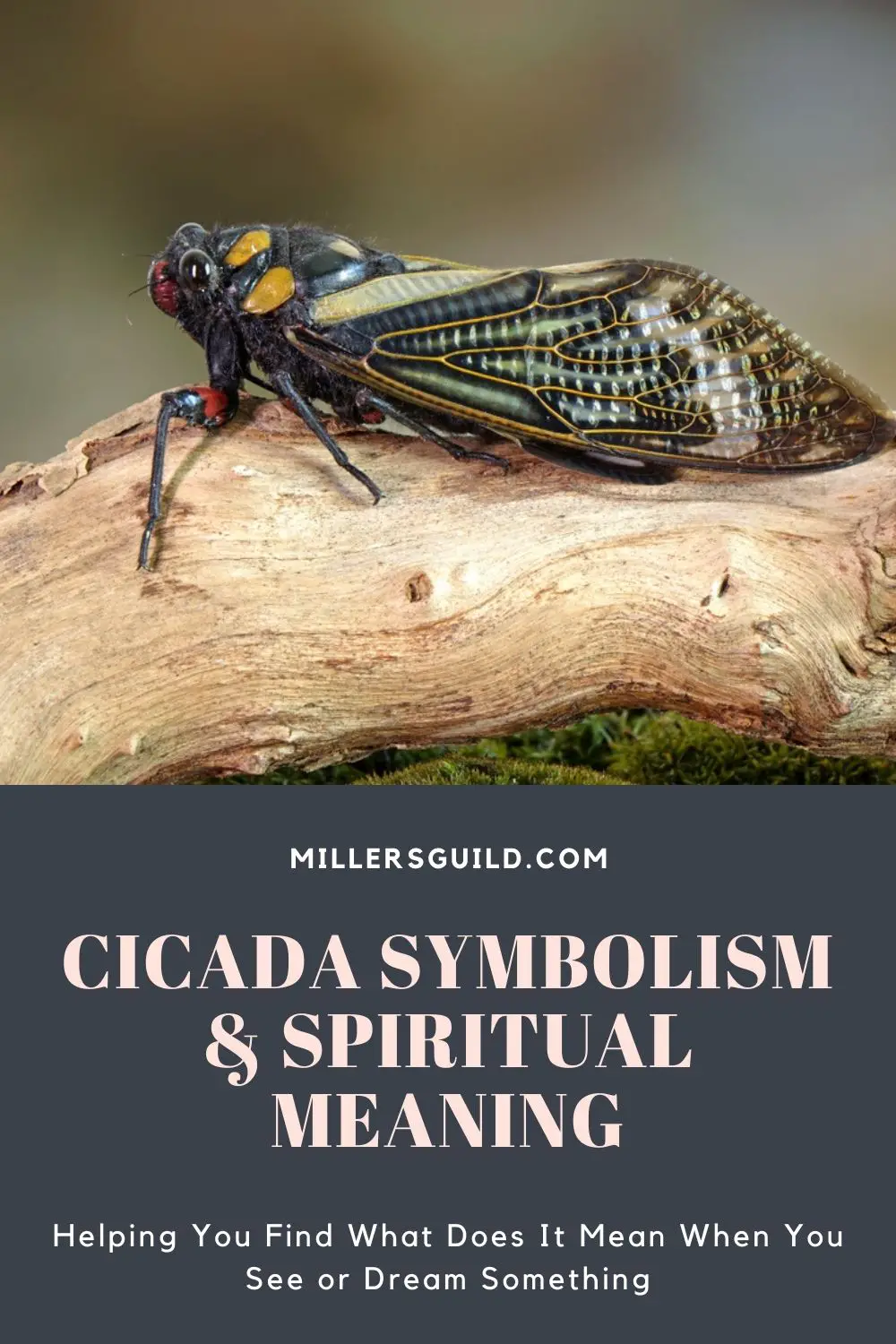 Spiritual Meaning Of Cicada