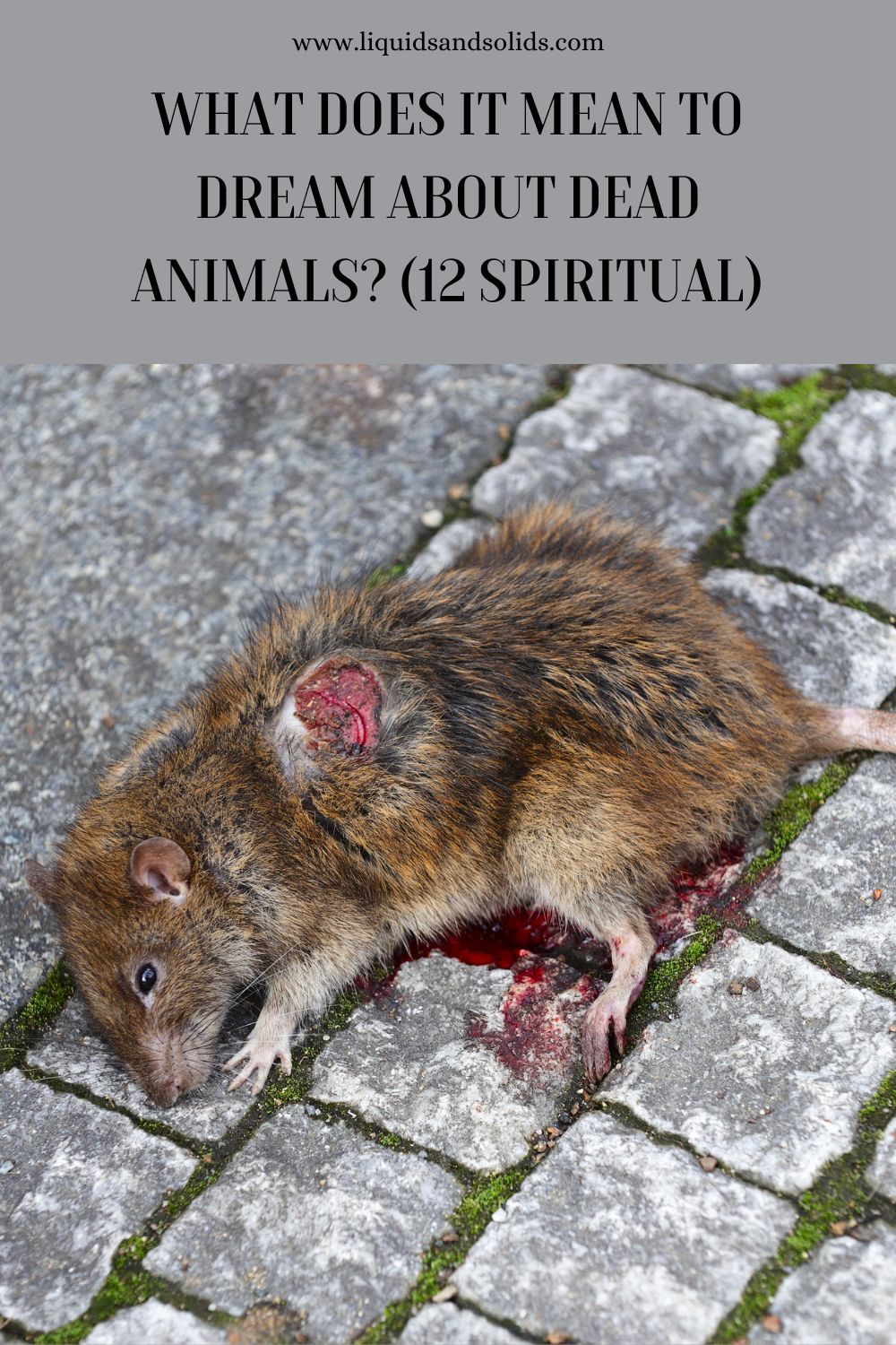 Spiritual Meaning Of Dead Animals