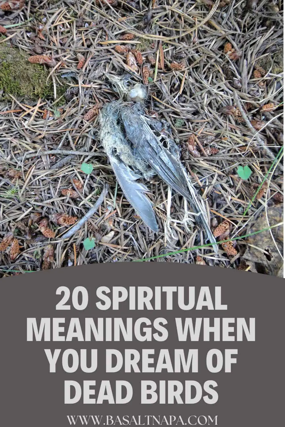 Spiritual Meaning Of Dead Bird