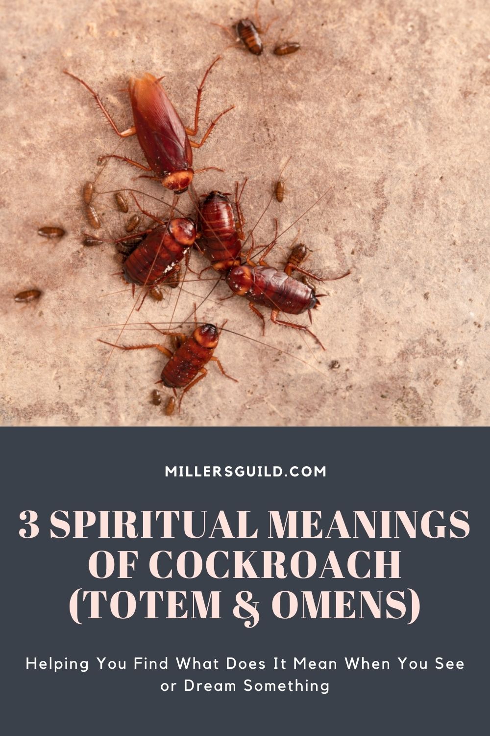 Spiritual Meaning Of Dead Roaches