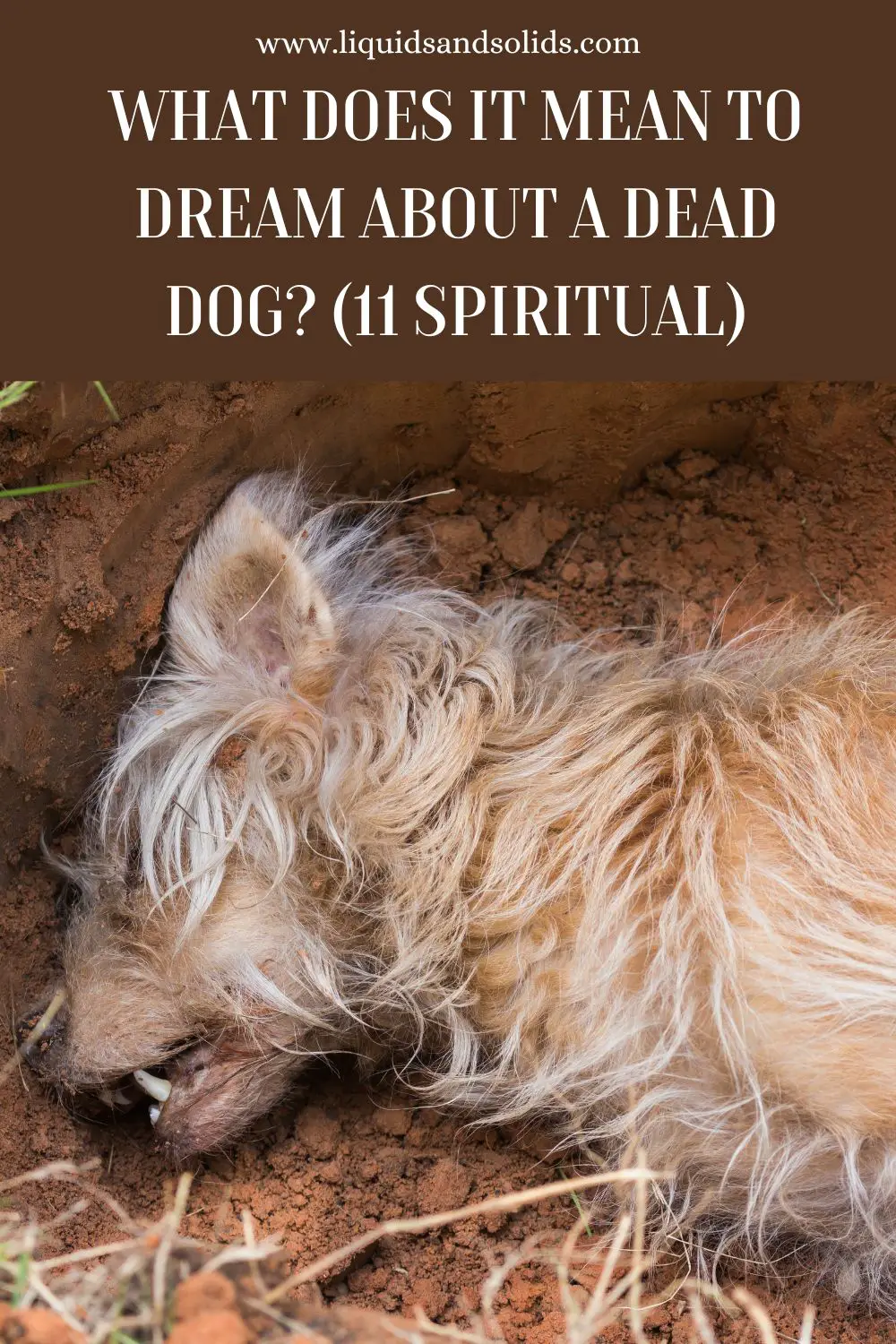Spiritual Meaning Of Dog Dying