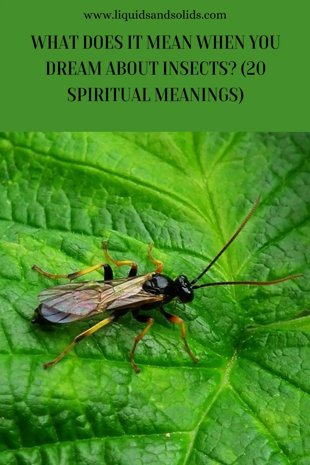 Spiritual Meaning Of Insects In Dreams