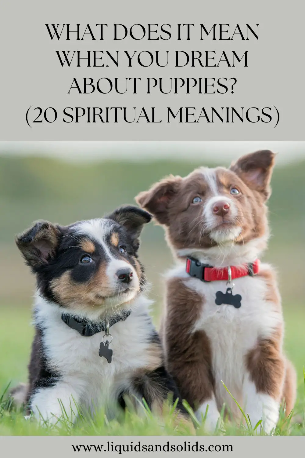 Spiritual Meaning Of Puppies In Dreams
