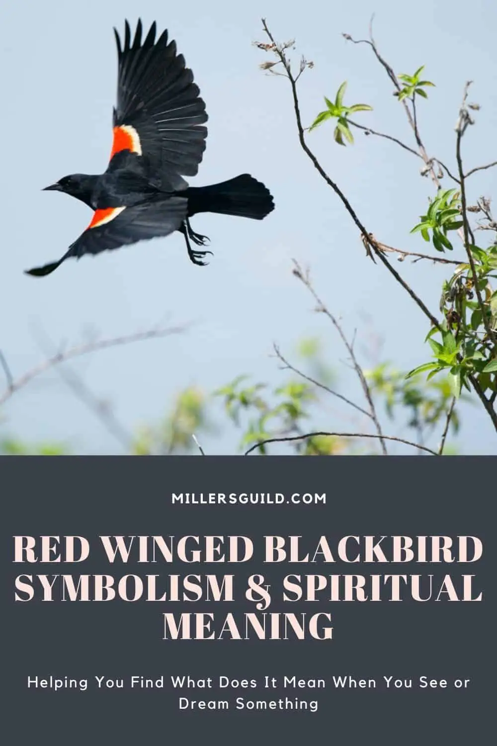 Spiritual Meaning Of Seeing A Black Bird