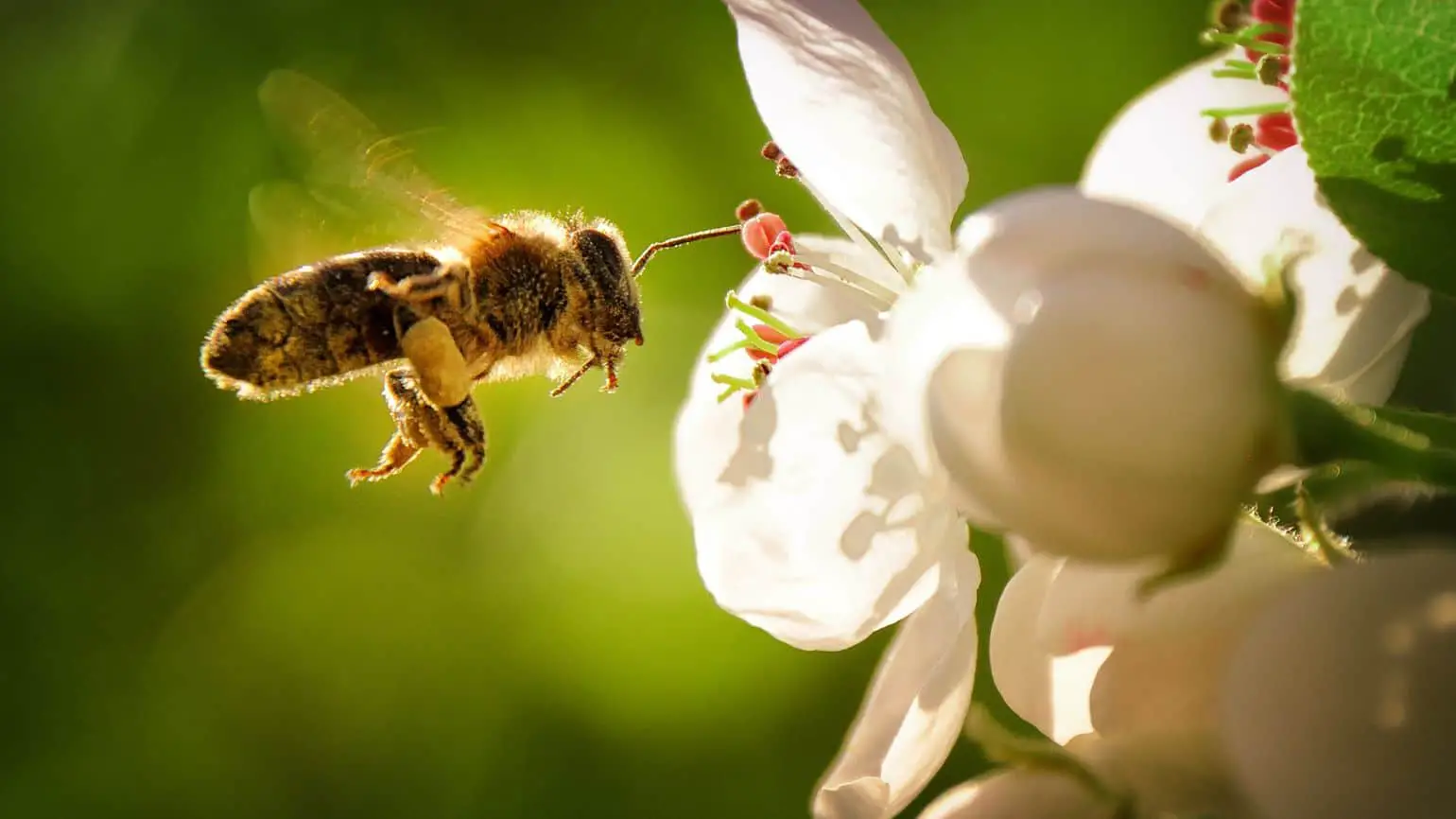 Spiritual Meaning Of Seeing Honey Bees