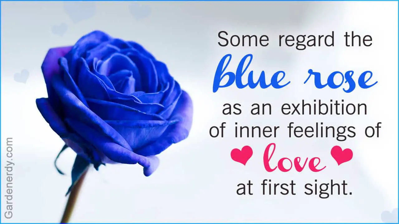 Spiritual Meanings Of The Blue Rose