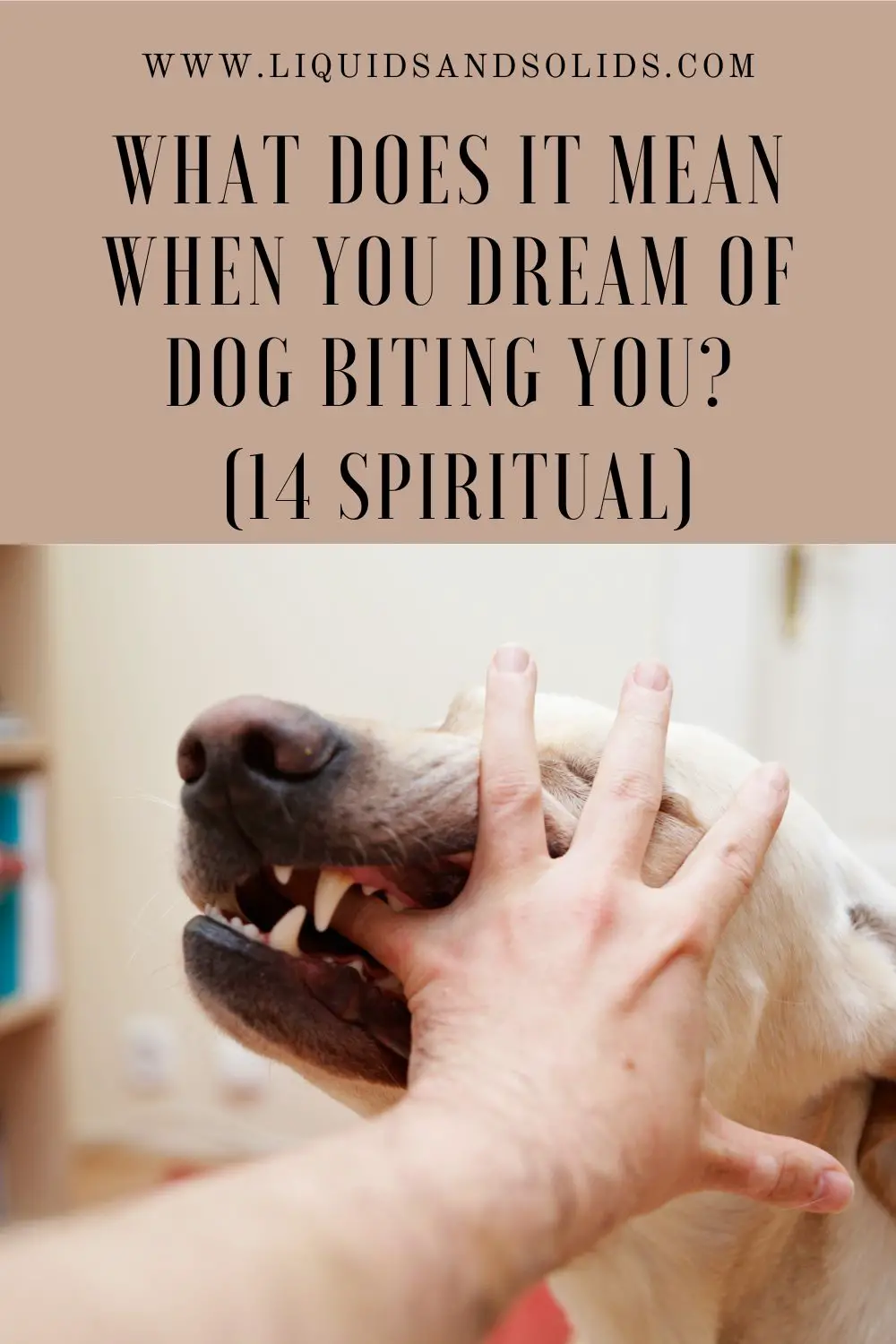 Spiritual Significance Of Dog Bites In Dreams