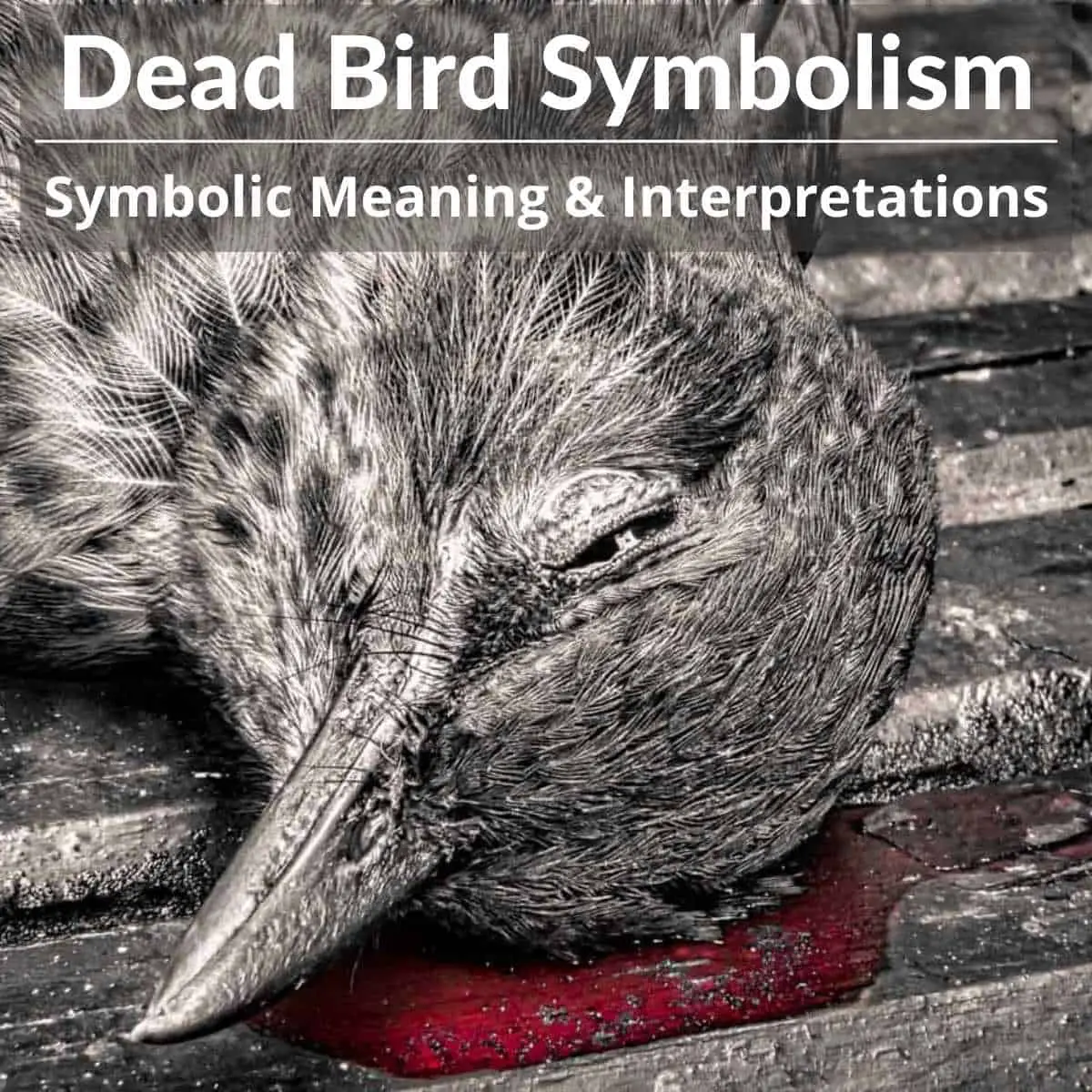 Symbolic Meanings Of Dead Bird