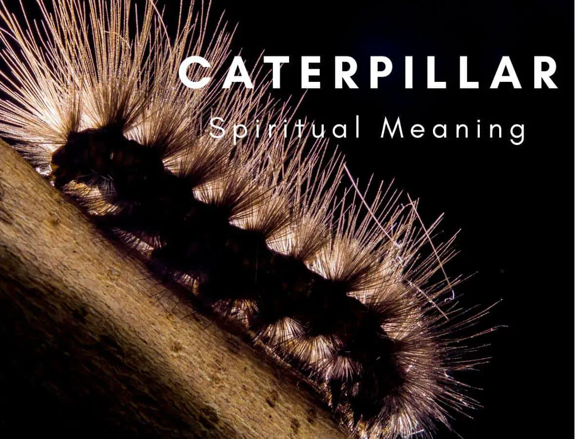 Symbolism Of Caterpillar