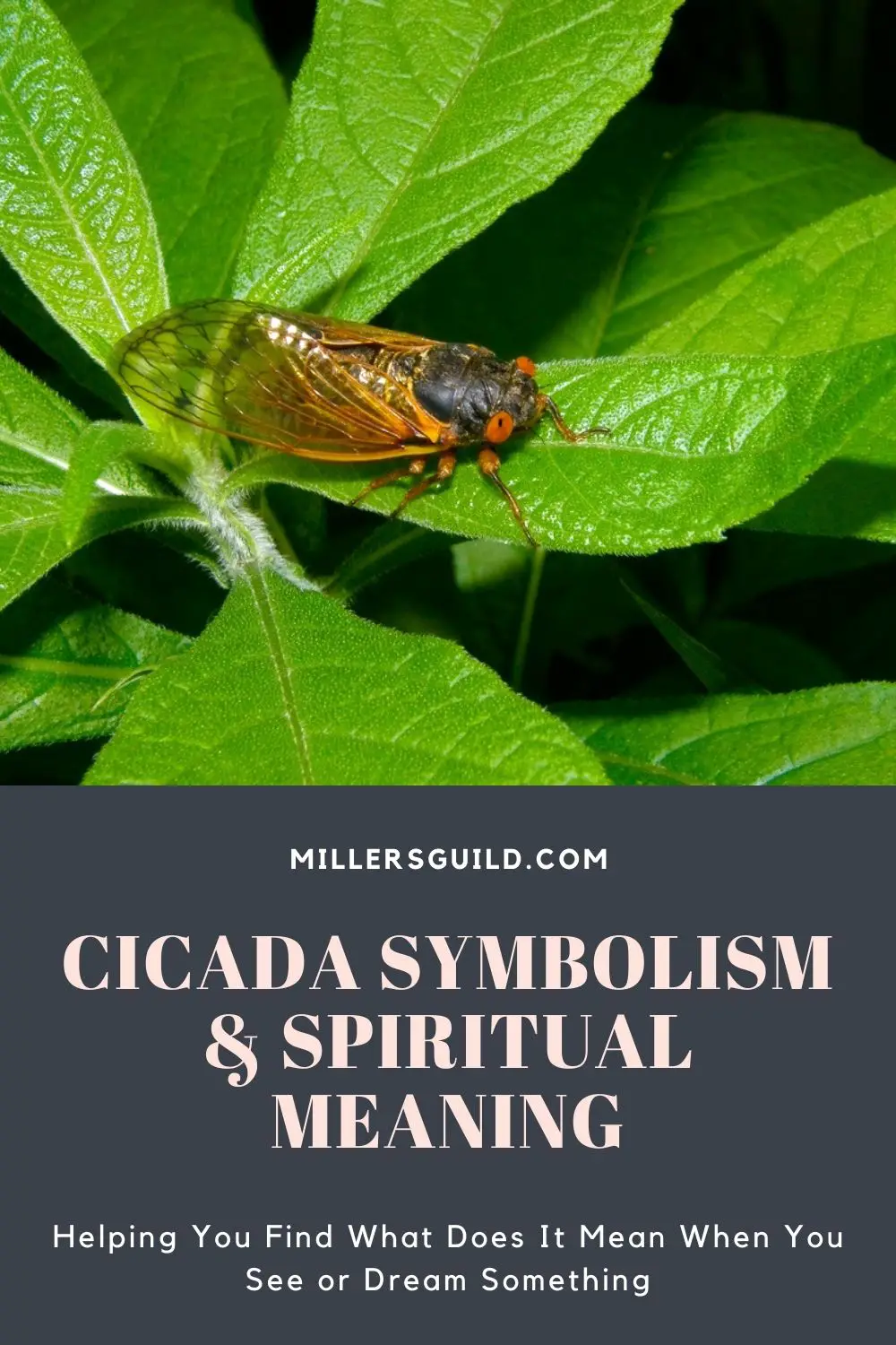Symbolism Of Cicada In Dreams