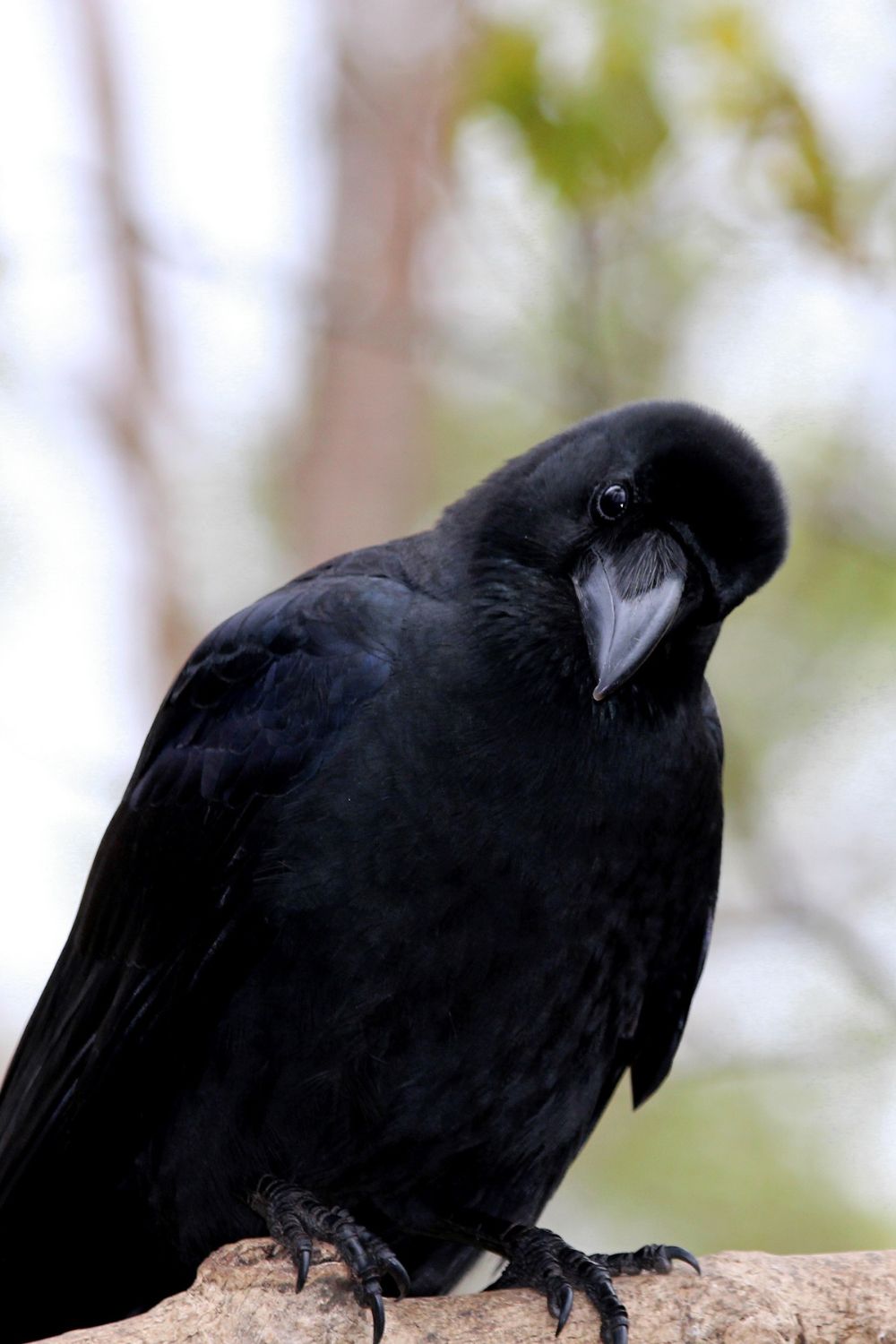 Symbolism Of Crows