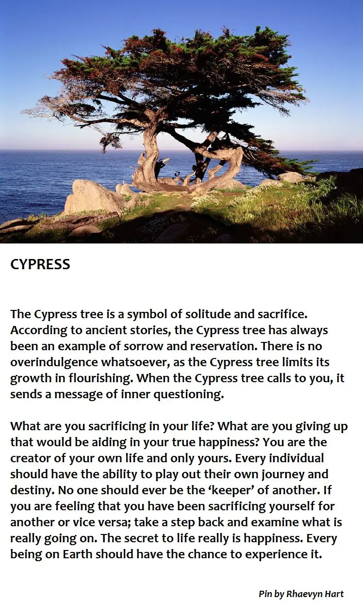 Symbolism Of The Cypress Tree