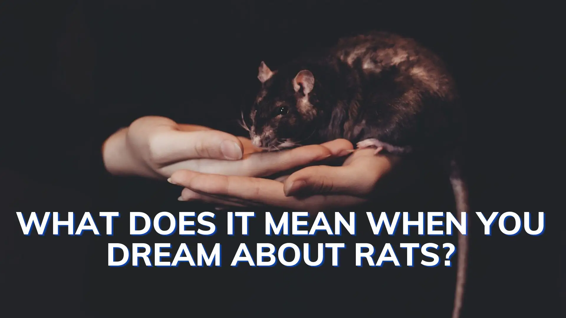 Tips To Remember When Interpreting Rat Dreams
