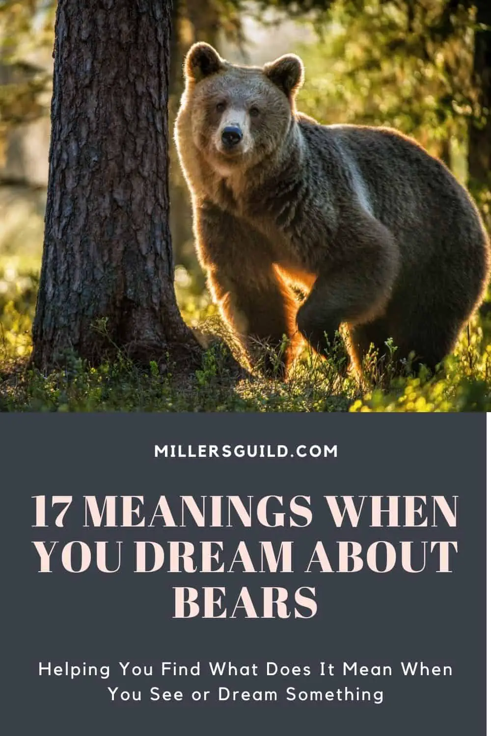 Traditional Dream Interpretation Of Brown Bear Dreams
