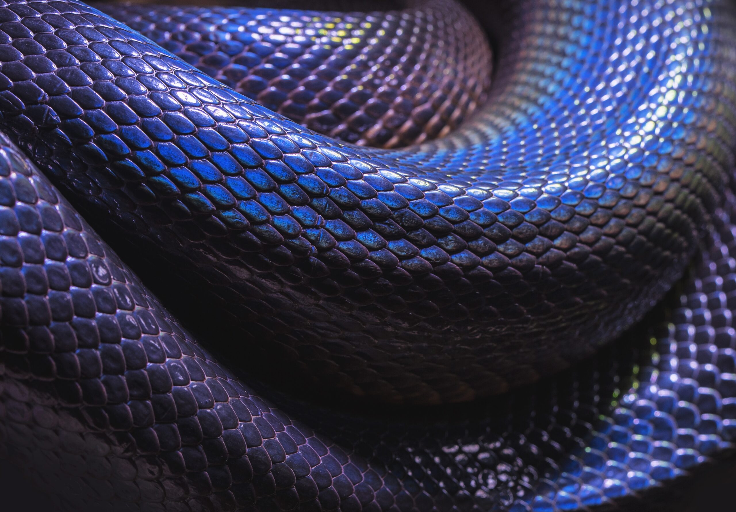 La Simbología De Una Serpiente Púrpura