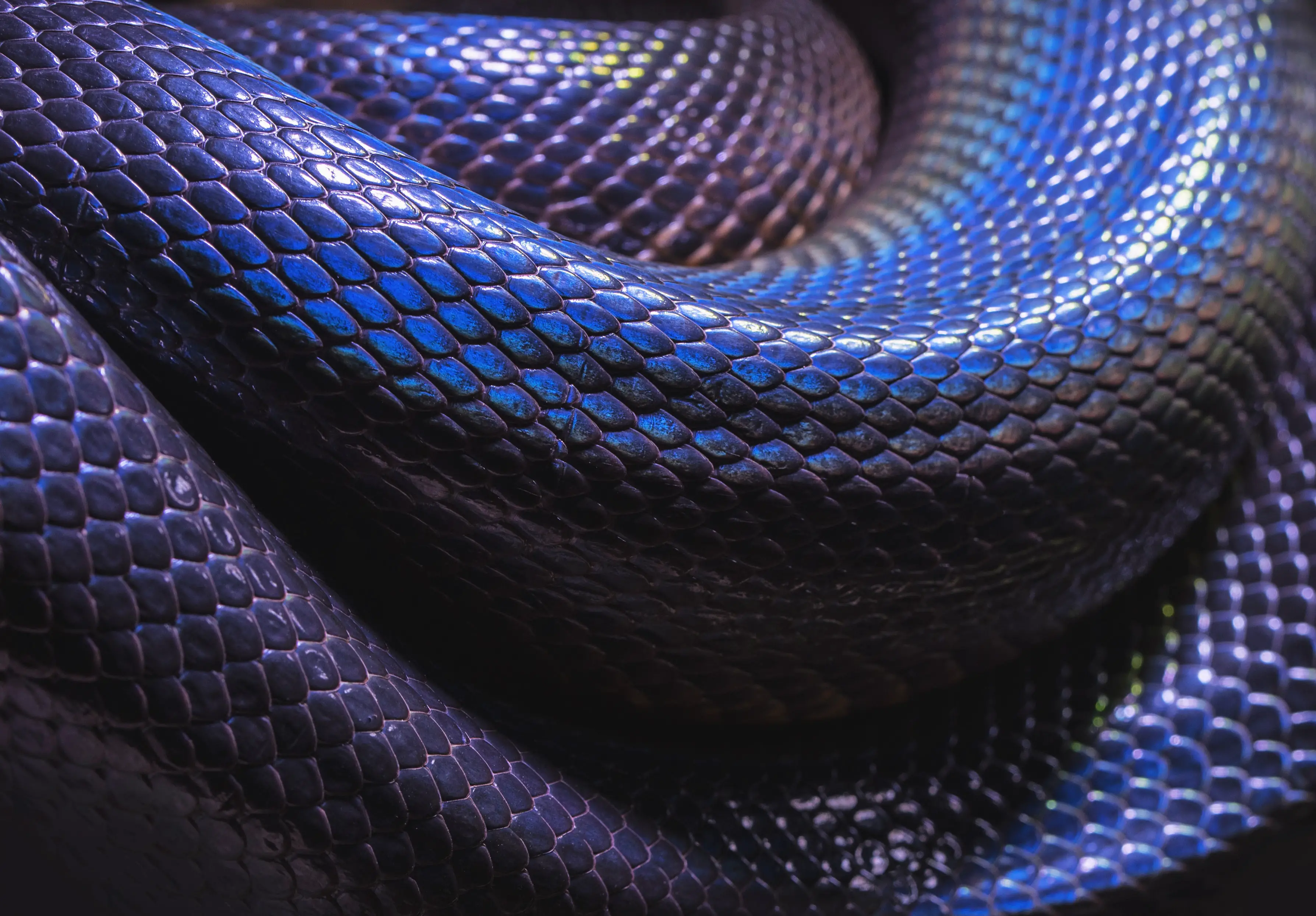 What Does A Purple Snake Symbolize In Dreams?