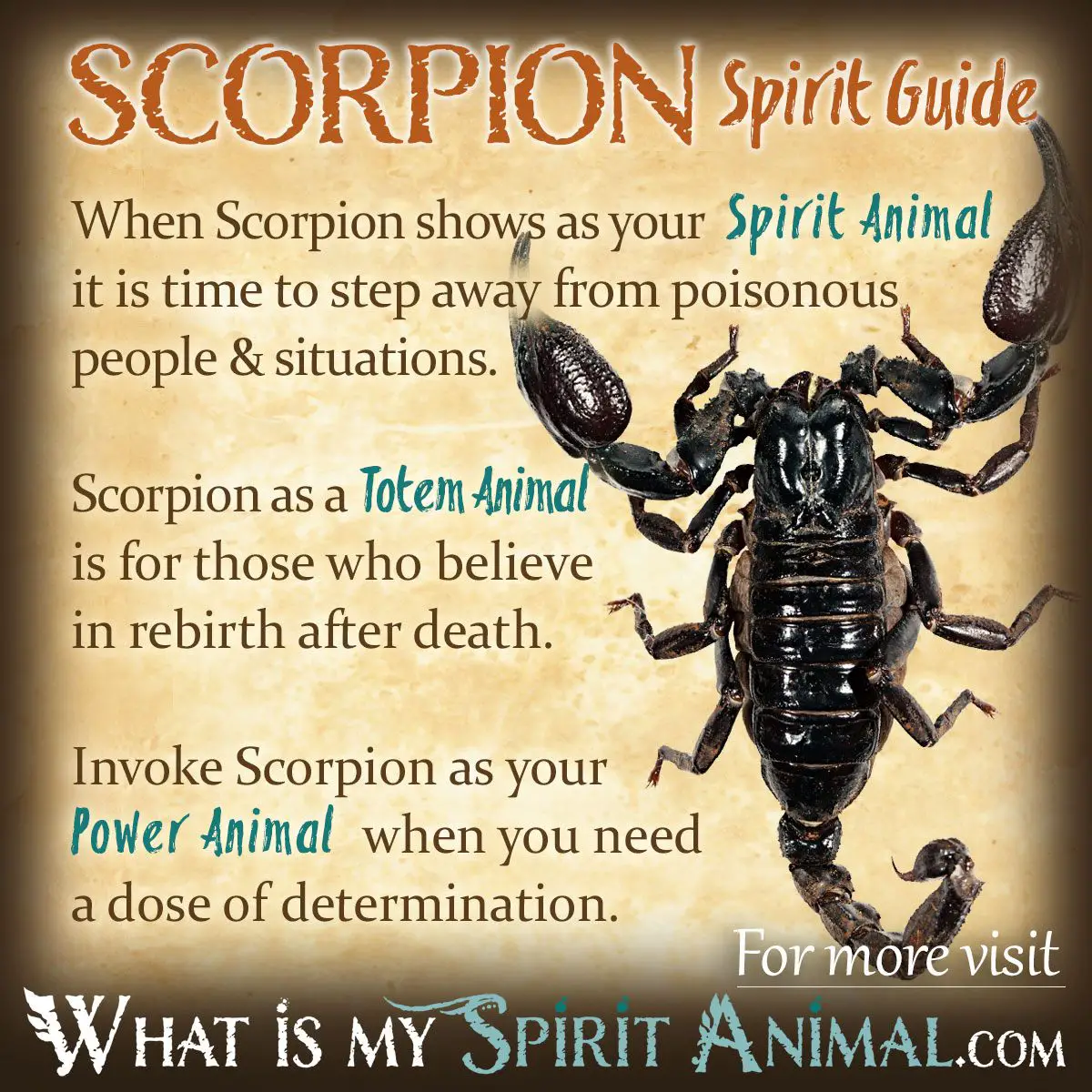 What Does A Scorpion Symbolize In Dreams?