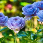 Uncovering the Spiritual Meaning of the Blue Rose: Dreams, Symbols and More