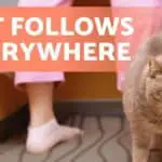 Unlock the Spiritual Meaning Behind Why Your Cat Follows You Everywhere