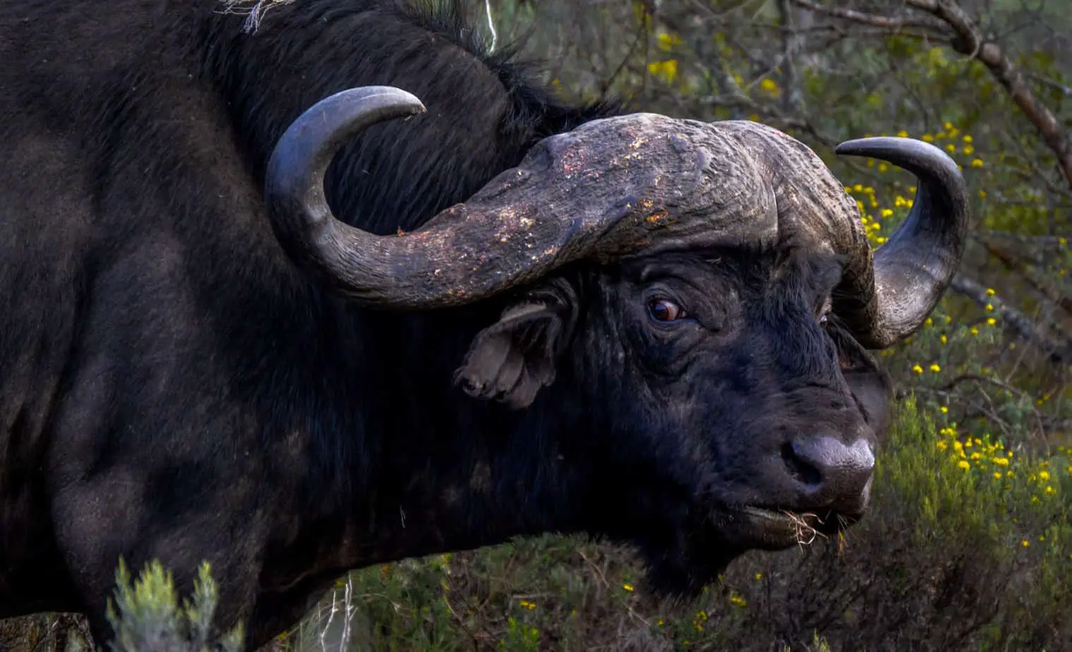 Working With The Buffalo