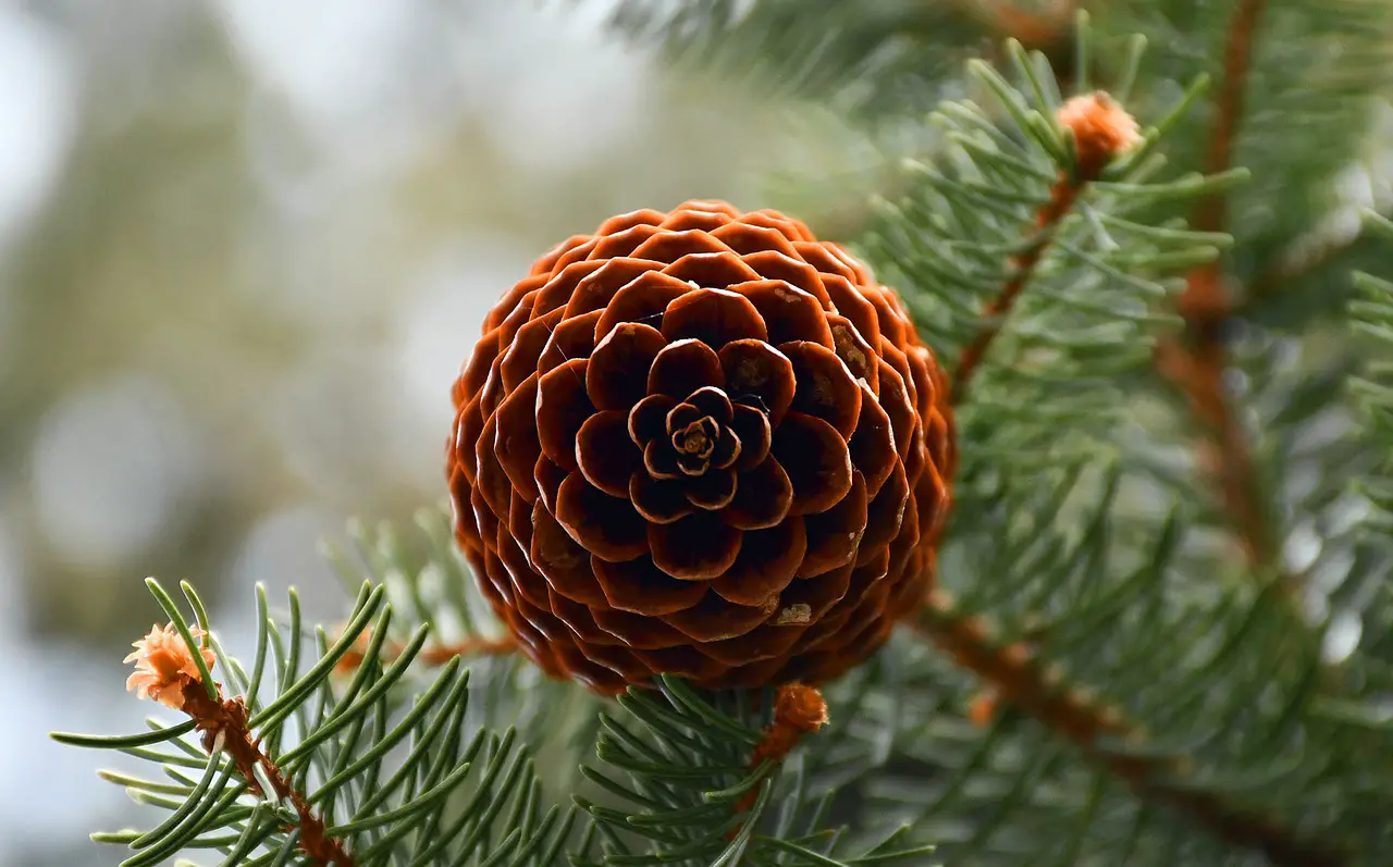1 Common Dream Symbols: Pine Cone