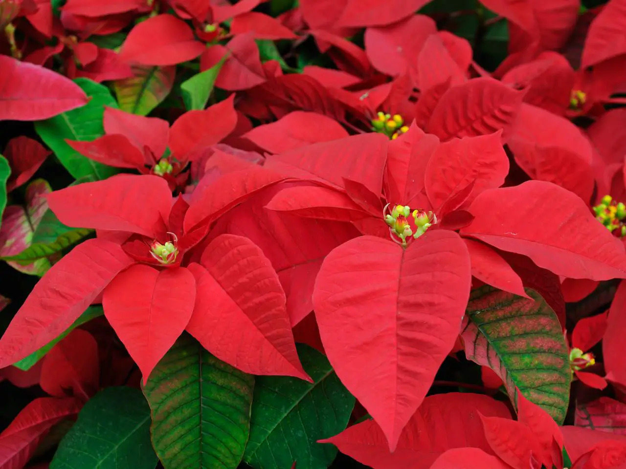 1 What Are The Common Uses Of Poinsettia?