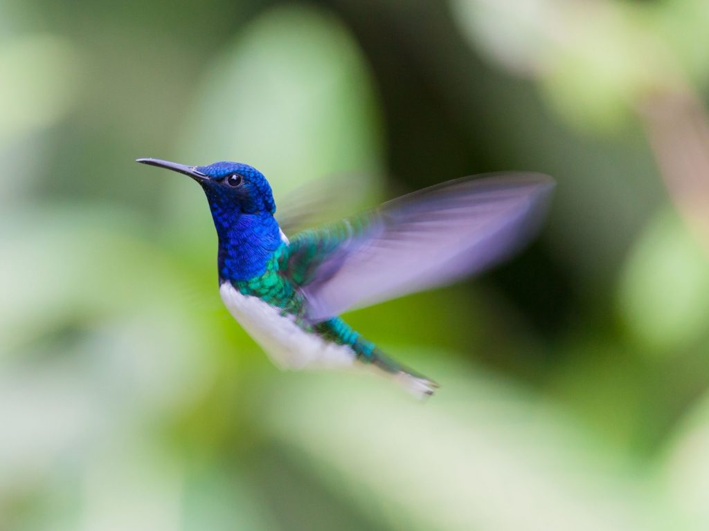 2 Blue Hummingbird