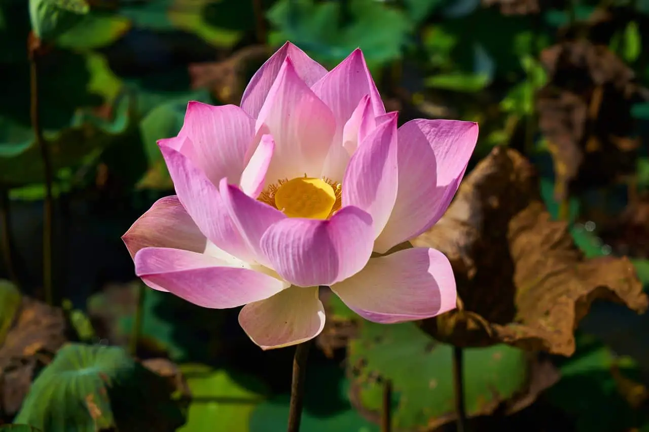 2 Pink Lotus